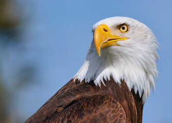 Portrait of a proud Bald Eagle 