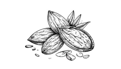 Hand-drawn almonds with leaves and shells