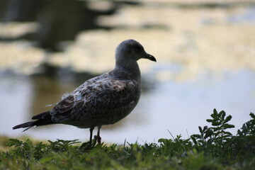 Landscape view of Albatrosses in a lake on Central Island in Toronto. The photo was taken on...
