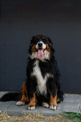 Cute Bernese Mountain Dog with open mouth and tongue hanging out sits outside looking at camera. Pet products concept