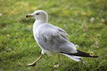 Landscape view of Albatrosses in a lake on Central Island in Toronto. The photo was taken on...