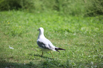 Landscape view of Albatrosses in a lake on Central Island in Toronto. The photo was taken on Central Island on August 2, 2025.