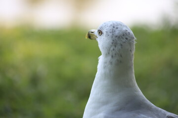Landscape view of Albatrosses in a lake on Central Island in Toronto. The photo was taken on...