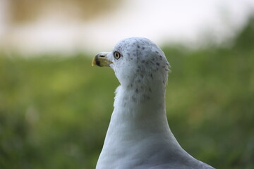 Landscape view of Albatrosses in a lake on Central Island in Toronto. The photo was taken on...