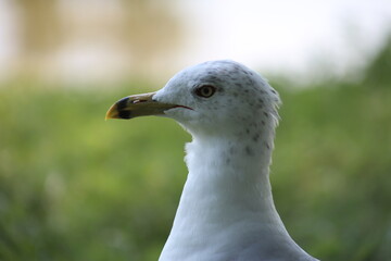 Landscape view of Albatrosses in a lake on Central Island in Toronto. The photo was taken on...