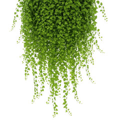 Fototapeta premium Hanging green ivy plant isolated on transparent background for decoration use