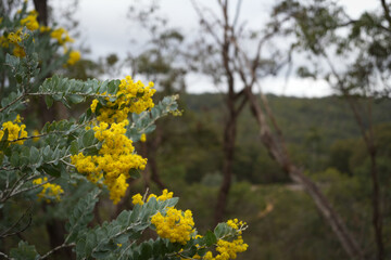 Yellow flowers on a tree