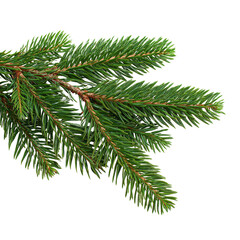 Branch of a pine isolated on white or transparent background