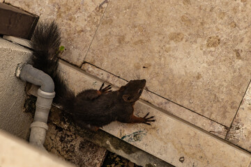 Black squirrel looking for water and food, squirrel near the house © dominikspalek.pl