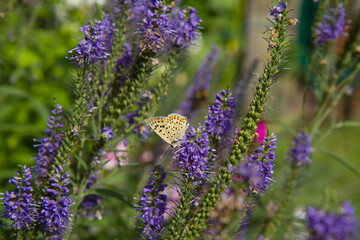 The sooty copper (Lycaena tityrus) butterfly on spiked speedwell plant