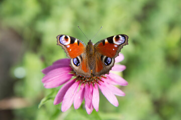 Obraz premium The European Peacock butterfly on Coneflowers (Echinacea) flowers