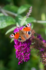The European peacock butterfly on buddleja davidii (summer lilac) flowers