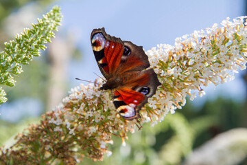 The European peacock butterfly on buddleja davidii (summer lilac) flowers
