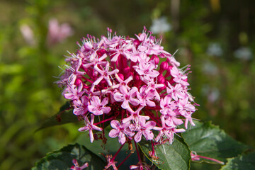 The rose glory bower (Clerodendrum bungei) plant blooming in a garden