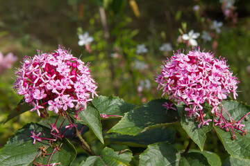 The rose glory bower (Clerodendrum bungei) plant blooming in a garden