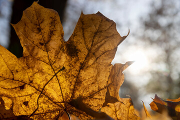 plasticine for creativity, soft close-up plasticine, the material is used for various purposes and teaching children