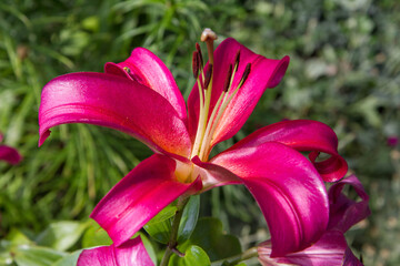 Pink lily flowers blooming in a garden 