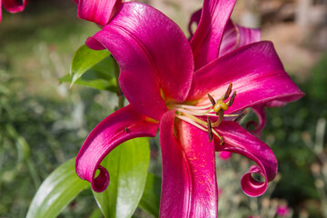 Pink lily flowers blooming in a garden 
