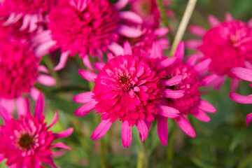 Double pink Coneflowers (Echinacea) blooming in a garden