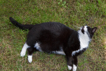 Black and white cat resting on a lawn in a garden