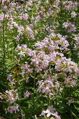 The common soapwort (Saponaria officinalis) plant blooming