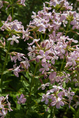 The common soapwort (Saponaria officinalis) plant blooming