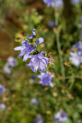 Common chicory plant blooming in a meadow
