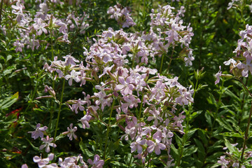 The common soapwort (Saponaria officinalis) plant blooming