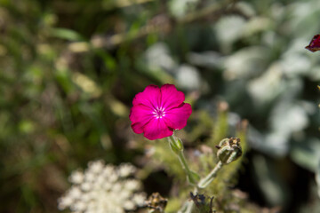 The rose campion (Silene coronaria) plant blooming in a garden