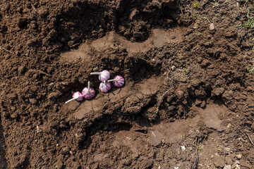 a large amount of garlic is scattered in the field during sowing, soil preparation and garlic for...