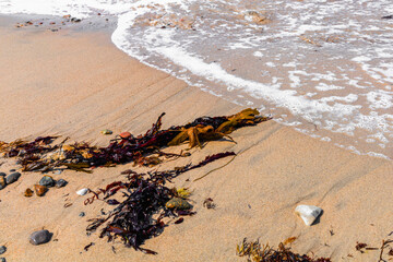 Close-up of sea shore with wave, sand, and washed seaweed
