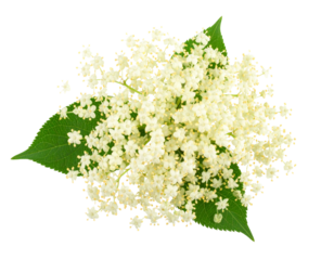  Elderflower Clusters PNG Edible Flowers