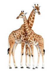 Obraz premium Two giraffes facing forward (1)