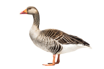 Obraz premium Greylag goose standing on black background