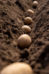 rows of potatoes in the field in the spring of the year during farming, a field
