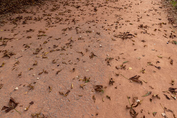 chestnut leaves on the red carpet for walking in the park, a simple path sprinkled with red sand with rubble and leaves fallen from chestnuts