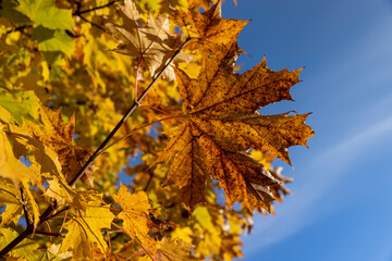 maple orange foliage against the sky, maple foliage changing color in Indian summer in sunny weather