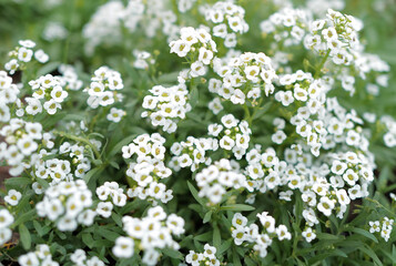 flowers. light summer day photography