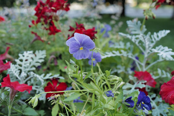 flowers. light summer day photography