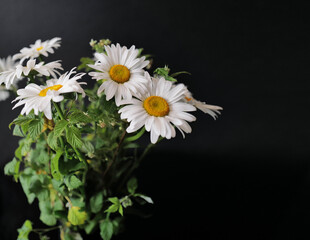 flowers. light summer day photography