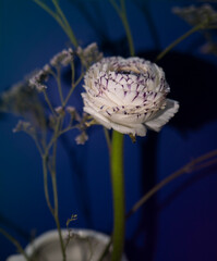 flowers. light summer day photography