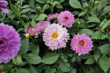 flowers. light summer day photography