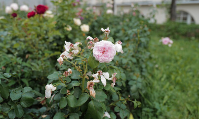 flowers. light summer day photography