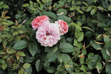 flowers. light summer day photography