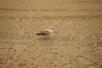 Seagull on a sandy beach near the sea on a cloudy day