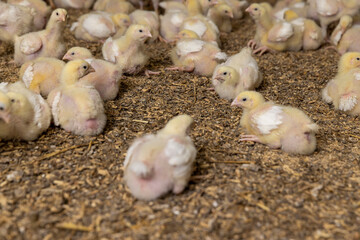 small broiler chickens in a poultry house of a farm for growing meat breeds