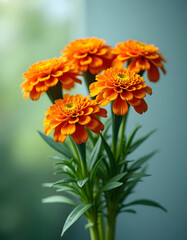 A stunning bouquet of orange marigold blooms in soft focus