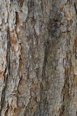 Beautiful close-up of the bark of acca sellowiana