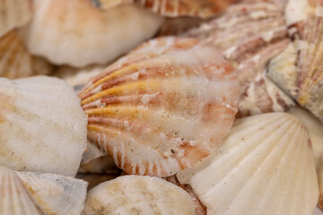 empty seashells in a large pile are used as souvenirs at seaside resorts, a large number of seashells are in poor condition from improper storage, close up
