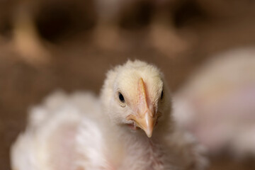 chickens are raised to produce meat products, Focus on the foreground